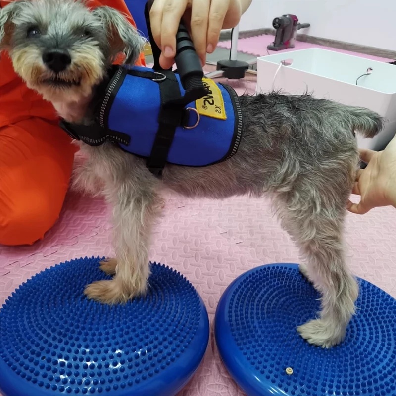 Dog Balance Disc Cushion Rehab - Balance Cushion Disc ulasan dan harga
