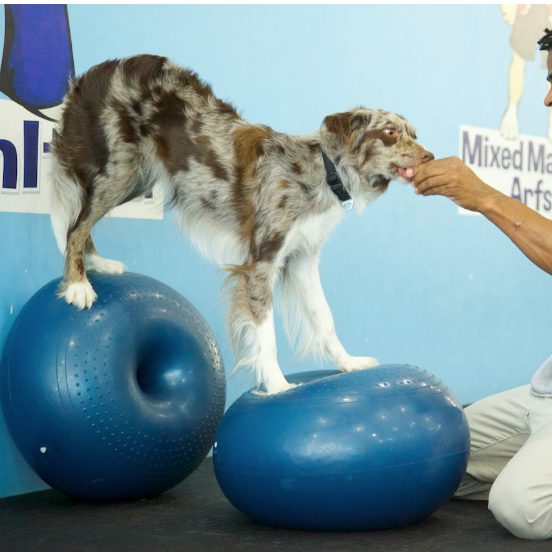 Balance Disc Cushion Dog Balan - Balance Cushion Disc ulasan dan harga